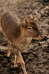 Fawn, young deer © Krzysztof