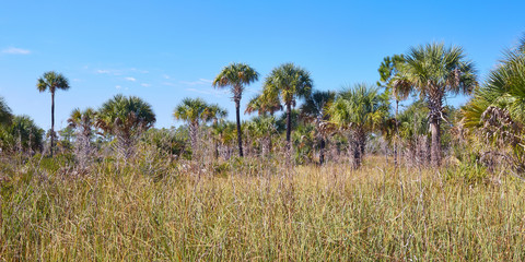 Scenic view of palm trees and wetlands along a hiking trail at Crystal River Preserve State Park near Crystal River, Florida