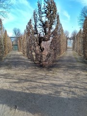 Laberinto en un jardin