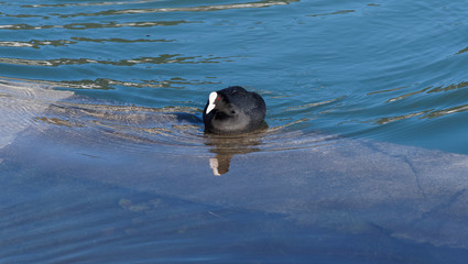 Blässhuhn  oder blässralle (Fulica atra)