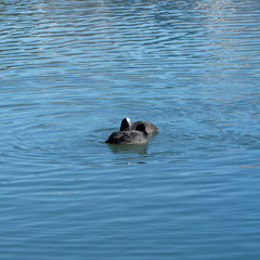 (Fulica atra) Blässhuhn, wasservögel mit schiefergraues bis schwärzliches Gefieder und ein leuchtend weißer Hornschild über dem Schnabel der die Stirn bedeckt