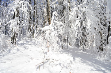 Trees covered with hoarfrost and snow in mountains