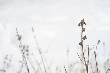 Dry wild flowers grow in white snowy field