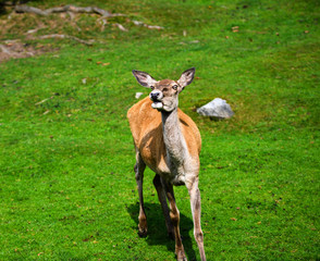 Portrait of powerful young red deer stag in forest