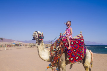 a camel with a girl on the back, a Caucasian girl poses on a camel which stands on a sandy beach, a...