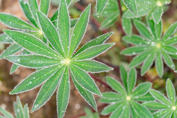 Spring Lupin Fans opening dew covered landscape