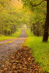 Naklejka premium autumn road through the woods