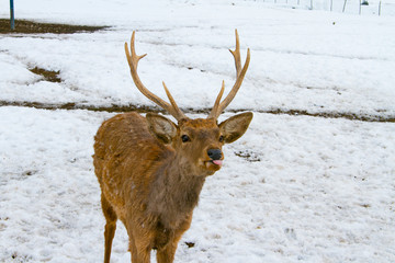 Merry deer in the Carpathian mountains