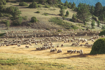 Fototapeta premium Flock of sheeps grazing in the field