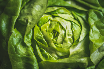 Fototapeta premium Green leaves of Butterhead lettuce