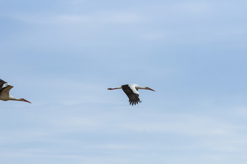 Fototapeta na wymiar Two storks flying against the blue sky.