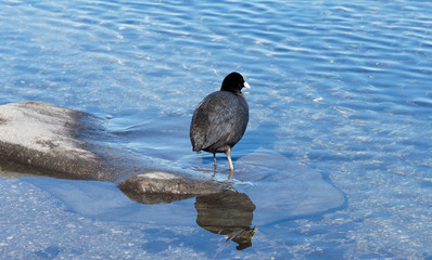 Blässhuhn oder blässralle (Fulica atra)