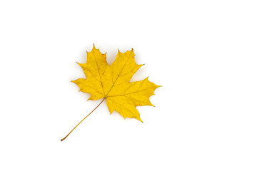 Yellow maple leaf on a white background.