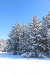 winter landscape with trees