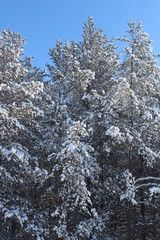 snow covered pine trees