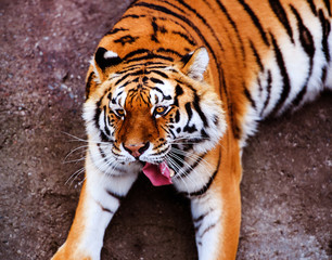 Funny tiger portrait. Dangerous animal