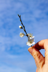 Cherry Blossom on twig held in hand