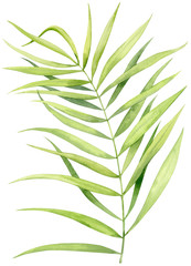 Watercolor illustration. Sprig of a palm tree on a white background.