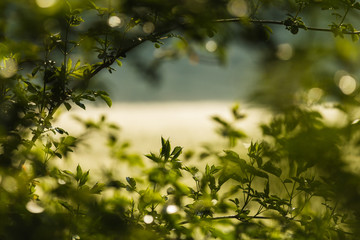 Spring background, texture. Young green leves in tsunlight.