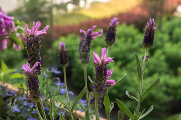 Obraz premium Lavender