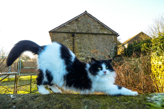 Cat sitting on a wall