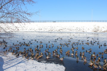 Naklejka premium winter landscape with river and trees