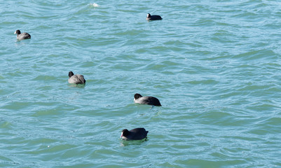 (Fulica atra) Blässhuhn beim Schwimmen im winter hoch im Wasser am tegernsee in Bayern