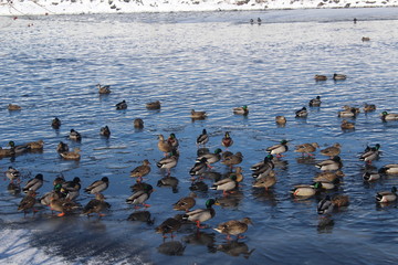 Fototapeta premium ducks on water in winter