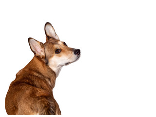 Cute brown dog isolated on a white background. She has beautiful eyes and large protruding ears. The dog turned and looks at you questioningly.
