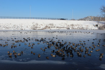 ducks on a pond in winter