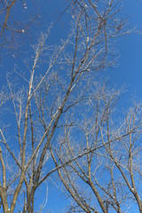 branches of a tree against blue sky