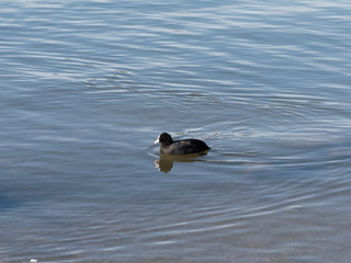 (Fulica atra) Blässhuhn beim Schwimmen im winter am tegernsee in Oberbayern