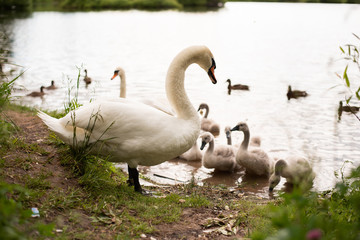 Beautiful white swan on the lake. With little chicks.