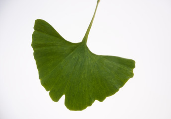 Ginkgoblatt
