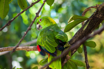 bird on a branch