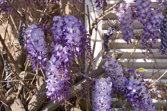 Wisteria Flower On The Wall Of The House