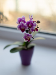 A small beautiful orchid of white, pink and purple. On a light background. In a small purple pot.