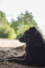 Perro