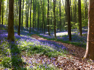 The Blue Forest. The forest with beautiful purple carpet of bluebells, which bloom in spring season. Hallerbos, Belgium