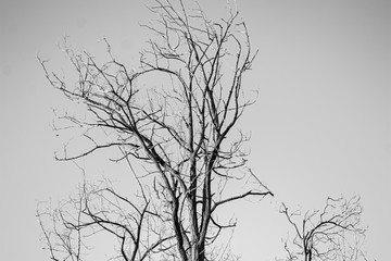 Árbol seco blanco y negro