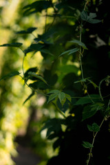 Cultivo