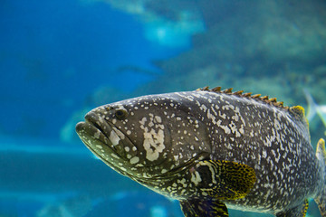 Grouper fish in an aquarium