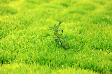 densely grown rice seedlings on the farm