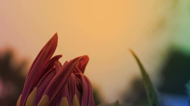 Decorative Dahlia flower petals in full bloom with sunrise in the background - stcok footage. Shot at Kolkata, West Bengal, Indian at dawn.