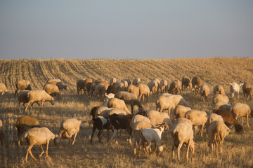 borregos y ovejas pastando en un campo de trigo segado en otoño 