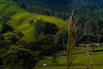 rice terraces in bali indonesia