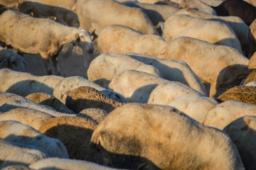 ovejas en el campo de colores marrones claros y oscuros