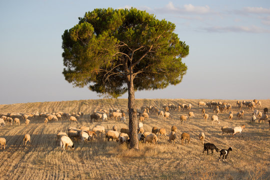 Campo de trigo que sirve de pasto a una ovejas de Castilla la Mancha, Espa&ntilde;a donde se mueven de un pasto a otro rodeando los pocos arboles existentes
