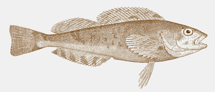 White spotted greenling hexagrammos stelleri, a fish from the north pacific ocean in side view