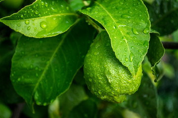 limones en el limonero. maduración